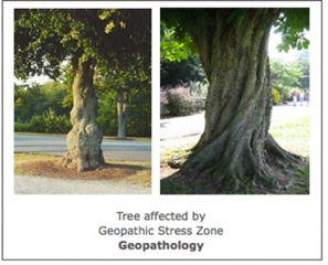 geopathic_trees_02.jpeg